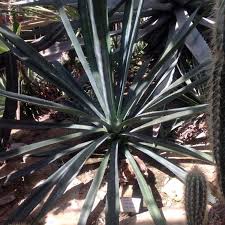 Image result for Agave sisalana
