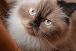 Himalayan cat - Wikipedia