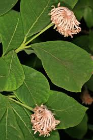 Image result for Dais cotinifolia