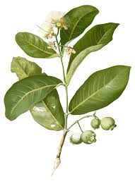 Image result for Syzygium niassense