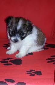 The shih tzu pomeranian mix is an active, loyal, and sociable dog breed that loves attention and putting on a show for anyone. Shih Tzu Pomeranian Mixed Puppy 3 Months Old For Sale In Indianapolis Indiana Classified Americanlisted Com