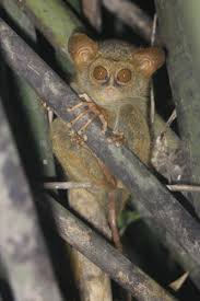 The iucn currently recognizes 10 tarsier species, all of. Tarsiers Genus Tarsius Inaturalist Ca