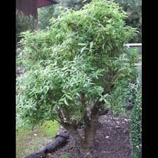 Image result for Aloysia citrodora