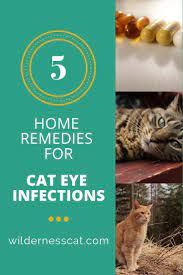 Does Your Cat Have An Eye Infection You Can Help Treat It At Home Read More For Our 5 Home Remedies For Cat Eye Inf Cat Eye Infection Eye Infections Cat Care