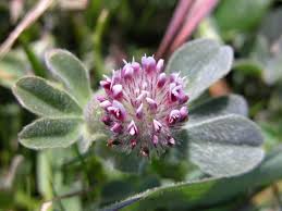 Image result for Trifolium baccarinii