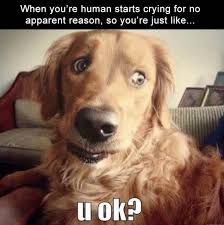 Good Laughs By Good Bois Or Simply Dog Memes Funny Animals Funny Animal Pictures Funny Dogs