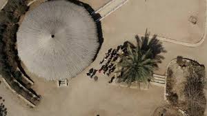 How to revive a dying tree uk. Extinct Tree From The Time Of Jesus Rises From The Dead Bbc Reel