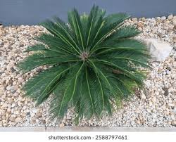 Image result for Zamiaceae