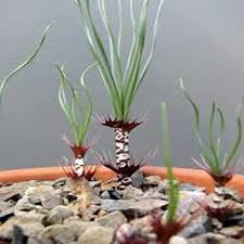 Image result for Gethyllis