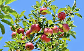 Planter Des Arbres Fruitiers Un Noyau Un Pepin Egale Un Arbre Franc