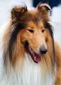 Information on Miniature Collie Dogs - Pets