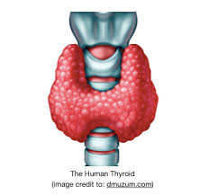 How Does Keto Affect Hypothyroidism Keto4karboholicsketo4karboholics