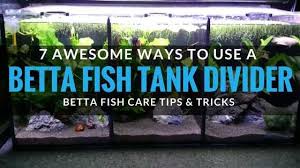 Separate your aquarium fish with homemade tank dividers! 7 Useful Ways To Use A Betta Fish Tank Divider Betta Fish Care