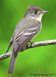 Eastern Wood Pewee Contopus Virens Animals Pretty Birds Birds