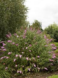 Pink Delight Butterfly Bush Buddleja Davidii Pink Delight Item 1379 Usda Zone 5 9 This Plant Will Butterfly Bush Monrovia Plants Landscaping Inspiration
