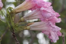 Image result for Rhaptopetalum roseum