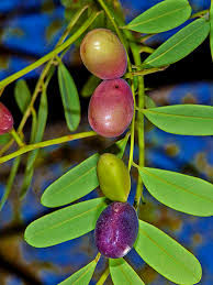 Image result for Simaroubaceae