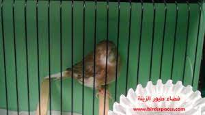 كناري الجلوستر animals canary bird
