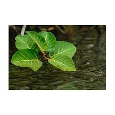 Image result for Ficus trichopoda
