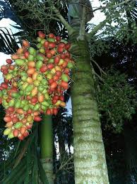 Pohon pinang masuk ke dalam famili arecaceae pada ordo arecales. Keunikan Buah Pinang Bunga Steemit