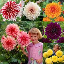 Check spelling or type a new query. Dahlia Dinner Plate Mixed Collection J Parker Dutch Bulbs