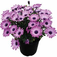 Image result for Osteospermum muricatum