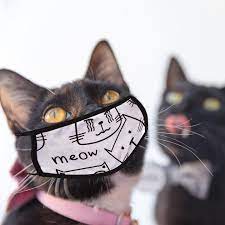 We Thought Our Cat Masks Looked Good On People So We Tried Photoshopping Them On The Cats Now We Re Wishing Tiny Cat Masks Existed Just For The Cuteness Fa