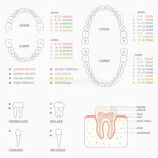 Tooth Chart Human Teeth Stock Illustrations 242 Tooth