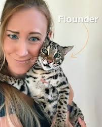 The Cat Who Is Good At Everything