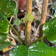 Image result for Dorstenia cuspidata