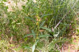 Image result for Chamaecrista biensis