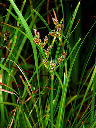 Image result for Vahlia dichotoma