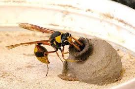 All Black Bug That Looks Like A Wasp Mud Daubers Build Themselves Elegant Nests Out Of Mud And Sometimes Their Own Vomit The Black And Yellow Mud Dauber Nest Is One C Artropodes Insetos Animais