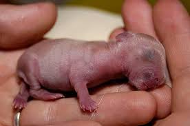 Kaninchen baby kaninchen & hasen, entwurmt, geimpft. Kaninchenbabys Worauf Ist Zu Achten Die Tierexperten