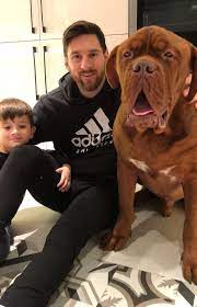 Check spelling or type a new query. Lionel Messi Cuddles Up To Beloved Dog As Barcelona Star Relaxes At Home