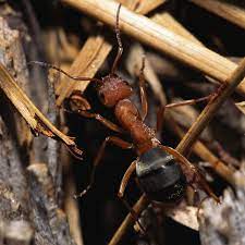 There's quite a wide range of treatment options for carpenter ants, starting with you. 4 Surefire Steps To Eliminate And Prevent Carpenter Ants