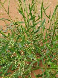 Image result for Panicum calvum