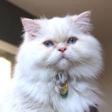 Flame point himalayan doll face persian kitten youtube. Cream Point Himalayan Cats Beautiful Cats Cat Wallpaper