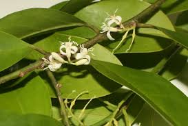 Image result for Olacaceae