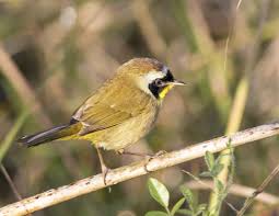 Birds Of Western North Carolina Photos Common Yellowthroat North Carolina Western North Carolina Westerns