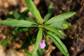 Image result for Afrohybanthus enneaspermus