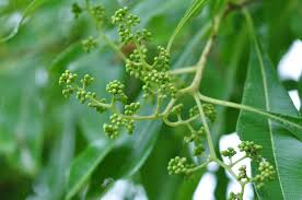 Image result for Heteropyxidaceae