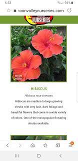 Pin By Kristin On Southwest Landscape Growing Shrubs Flowering Shrubs Beautiful Flowers