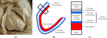 Image result for Pericardium