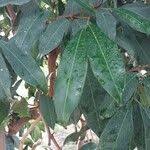 Image result for Lepisanthes senegalensis