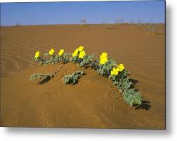 Image result for Tribulus zeyheri