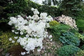 We did not find results for: Plantes Et Arbustes A L Ombre D Un Pin Ou D Un Conifere