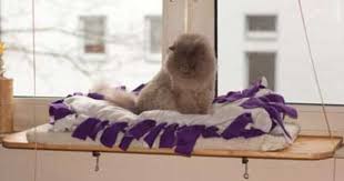 Fensterliege Fur Katzen Selbstgemacht Anleitung Katzen Fenster Bett Katzen Bett