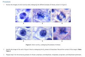 Check spelling or type a new query. Solved Procedure 1 Review The Images Of Onicn Root Tip Cells Undergoing The Different Phases Of Mitosis Shown In Figure 5 Figure 5 Onion Root Ti Course Hero