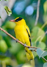 Maybe you would like to learn more about one of these? Top 25 Birds Of The Week Yellow Feathers Wild Bird Revolution